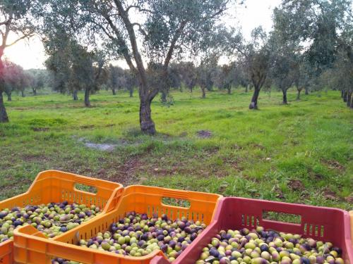 Olive harvest