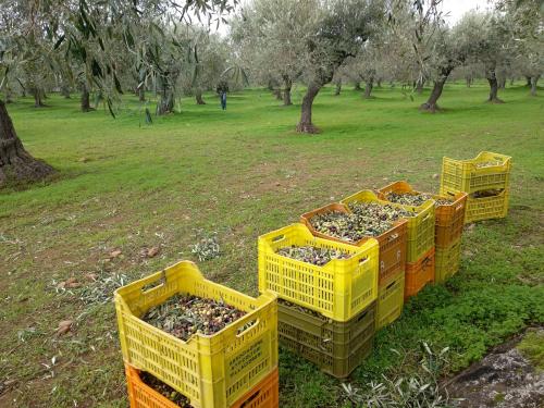 Crates of freshly picked olives