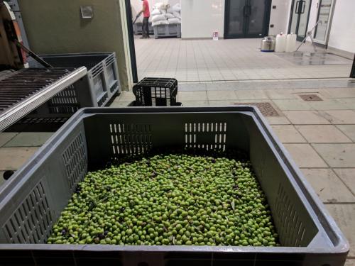 Olives ready to be macerated