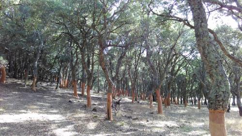 Trees and cork
