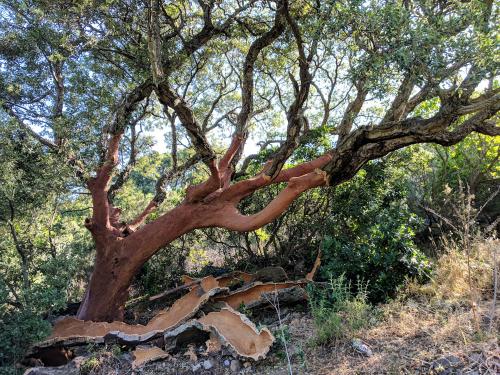 Árbol con corcho