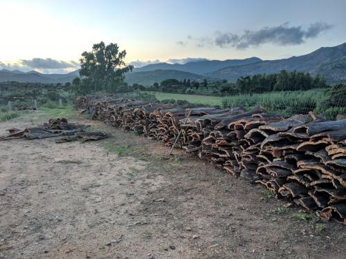 Freshly picked cork