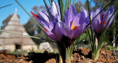 Saffron flowers