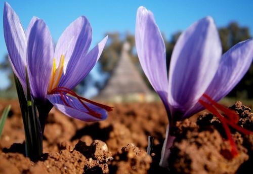 Saffron flowers