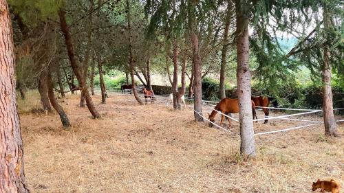 Cavalli nel bosco di Sedini