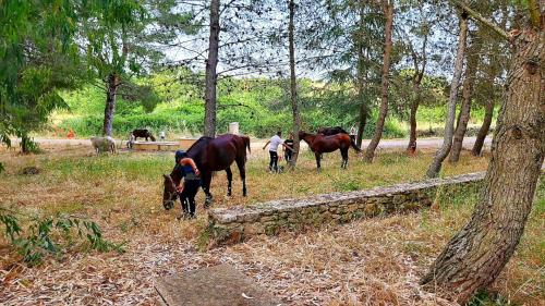 Cavalli si riposano durante escursione nel territorio di Sedini