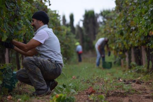 Harvest in September in a company in Alghero
