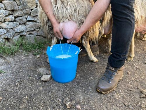 Esperienza con guida che dimostra la mungitura delle pecore in un'azienda agricola a Burgos