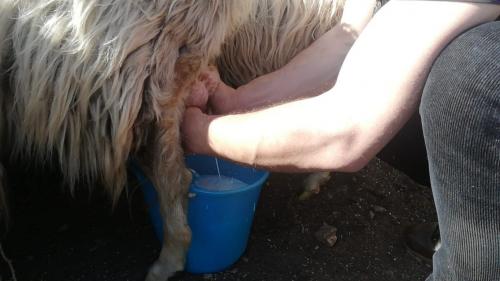 <p>Demonstration of sheep milking during training experience in Burgos</p><p><br></p>