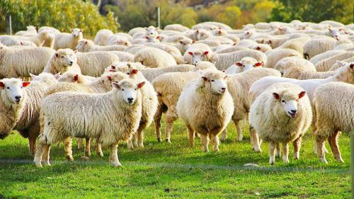 Gregge di pecore a Burgos