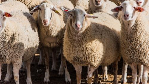 <p>Herd of sheep in Burgos on educational farm</p><p><br></p>