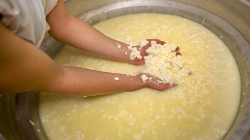 Lavorazione del latte per la formazione del formaggio durante esperienza guidata a Burgos