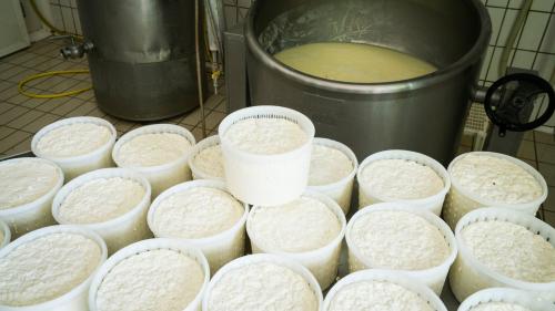 <p>Milk processing for cheese formation during guided experience in Burgos</p><p><br></p>