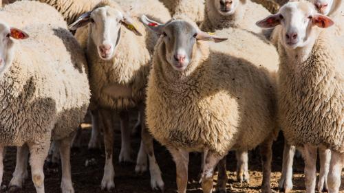 Gregge di pecore in un'azienda agricola a Burgos