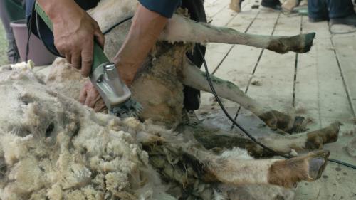 <p>Demonstration of shearing in Burgos</p><p><br></p>