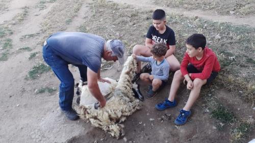 Guida dimostra la tosatura di una pecora a dei bambini in un'azienda a Burgos