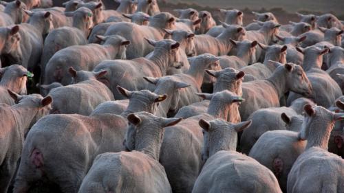 <p>Rebaño de ovejas en Burgos recién esquilada durante la experiencia de conducción</p><p><br></p>
