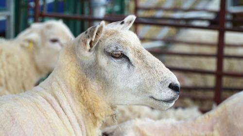 <p>Freshly shorn sheep during guided shearing experience in Burgos</p><p><br></p>