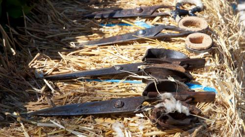 Strumenti utili per la tosatura tipica in Sardegna 