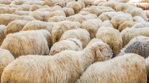 <p>Rebaño de ovejas en Burgos listo para esquilar con demostración</p><p><br></p>