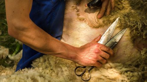 <p>Scissors for shearing sheep</p><p><br></p>