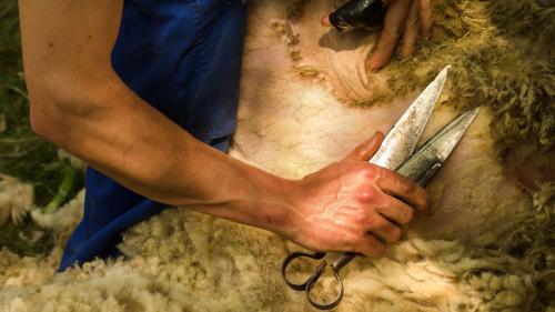 Forbice per la tosatura delle pecore