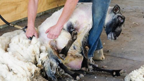 <p>Demonstration of traditional shearing in Burgos in a company in Sardinia</p><p><br></p>