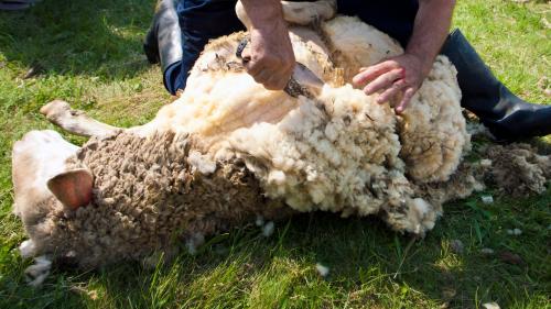 <p>Typical shearing in June in Sardinia</p><p><br></p>