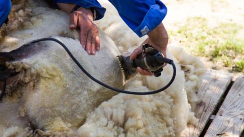 <p>Demonstration of shearing in Burgos with special tools</p><p><br></p>