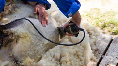 Dimostrazione della tosatura a Burgos con strumenti appositi