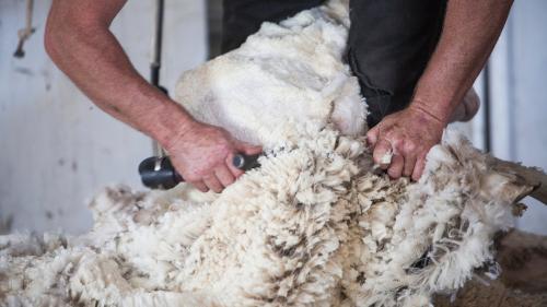 Esperienza guidata con dimostrazione della tosatura delle pecore a Burgos