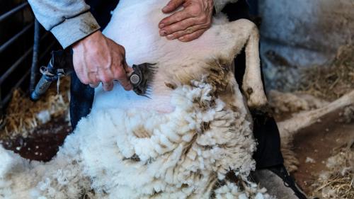 Esperienza guidata con dimostrazione della tosatura delle pecore a Burgos