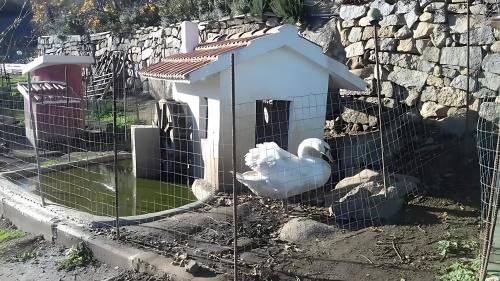 Swan dans sa maison à la ferme de Burgos
