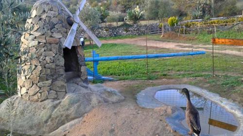 Gänse auf dem Lehrbauernhof in Burgos