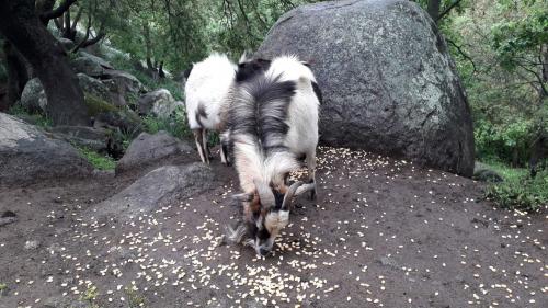 Ziegen fressen auf dem Bauernhof in Burgos