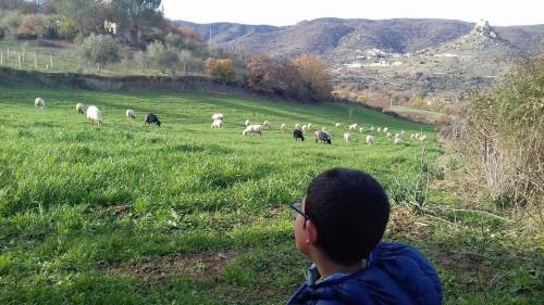 Weidende Schafe in der Region Burgos