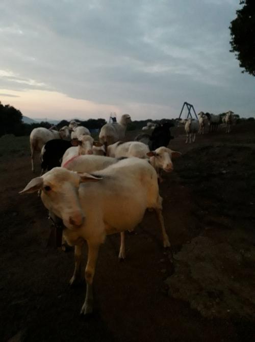 Vaches dans la ferme pédagogique de Burgos