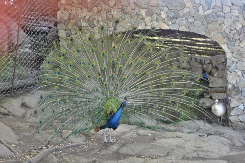 Pfau in der Lehrfarm in Burgos