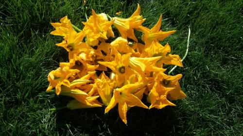 flores de calabazín recién recogidas