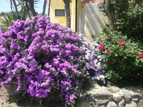 fleurs colorées de la ferme de vacances Nulvi