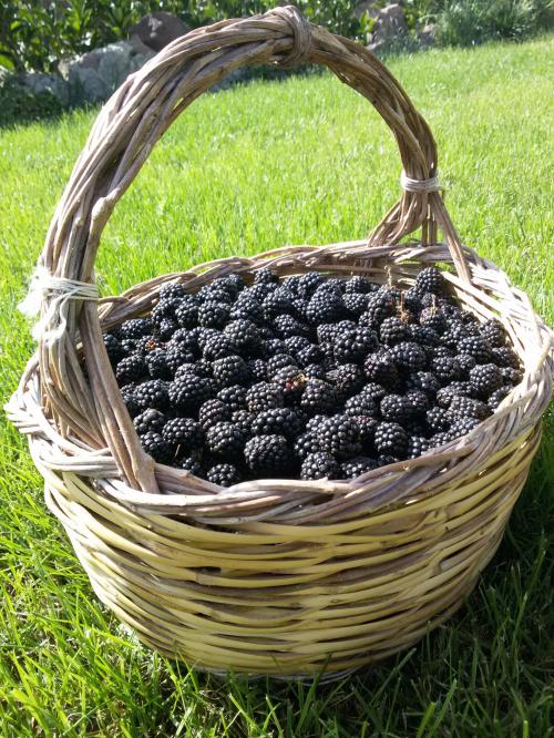 freshly picked blackberries