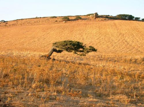 view of the Sardinian hillside from the farmhouse