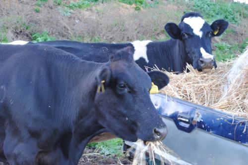 Cows on the farm