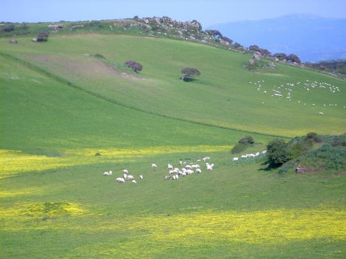 Grazing animals on a farm in Nulvi