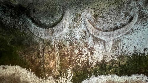 Protomes de taurine dans une chambre de Su Crocifissu Mannu à Porto Torres