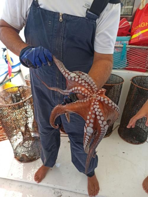 Freshly caught octopus