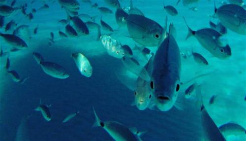 Fische im blauen Wasser des Golfs von Asinara