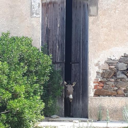 A donkey behind a wooden door in an old house on the island of Asinara