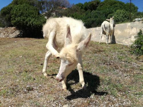 Weißer Esel typisch für Asinara