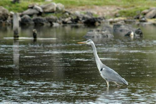<p>Vogel auf der Insel Asinara</p><p><br></p>